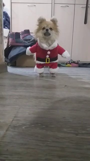 дорогие мои подписчики с наступающим новым годом 🌲🎉🎁 подпишитесь пожалуйста ставьте ❤👍 смотреть онлайн