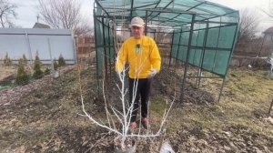 Обрезка груши весной.Тонкости формировки.