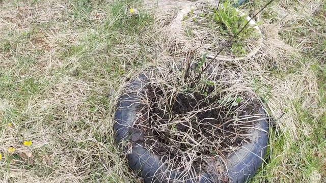 Дачу продал, забираю растения - всё оговорено заранее смотреть онлайн