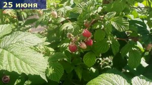 малина Гусар