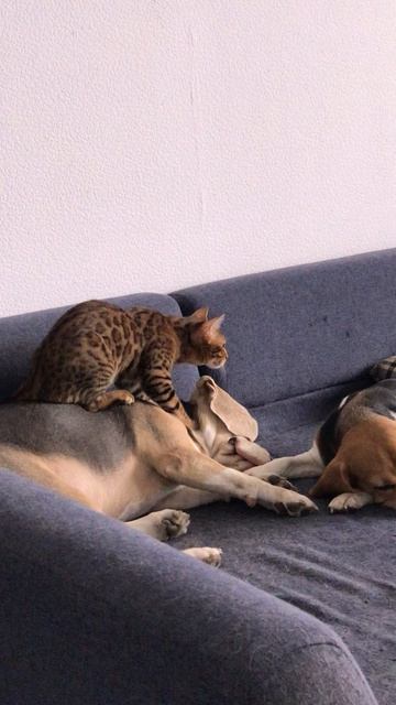 Рыся делает массаж Дэнди