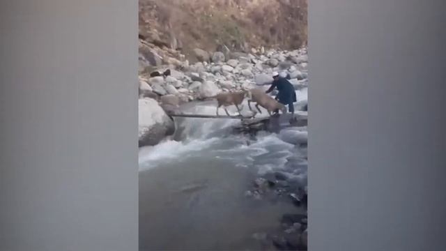 ПРИКОЛЫ МАЙ 2019/ЮМОР/СМЕШНЫЕ НАРЕЗКИ/ПРИКОЛЫ С КОТАМИ смотреть онлайн