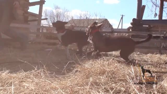 Передержка ForDogs: наши гости - Мила и Боня(Дворянки). Самара. Тольятти. смотреть онлайн