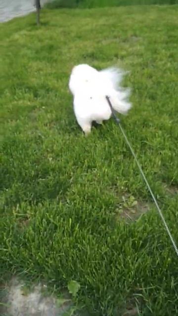 Шпиц на прогулке... Лапуля*