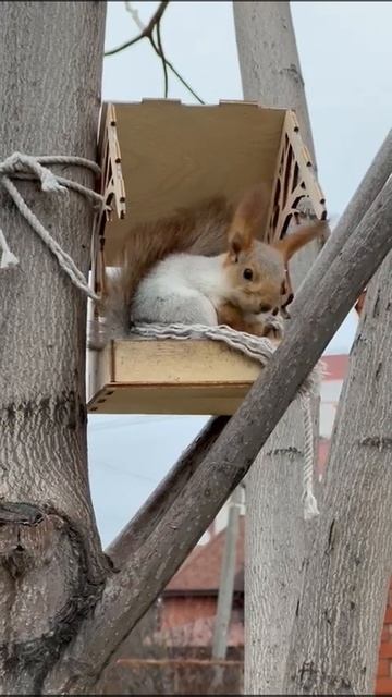 Белка ест орехи🥰 #белка смотреть онлайн
