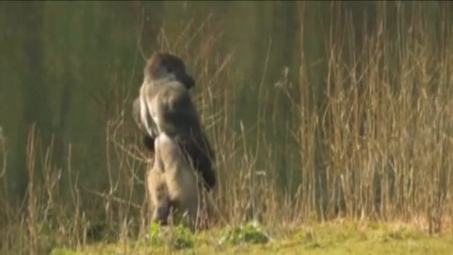Натали - о боже какой мужчина (gorilla edition) смотреть онлайн