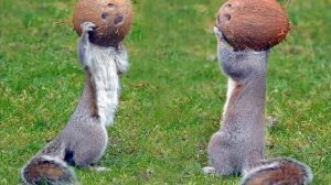 смешно до слез :D  наталья быковская