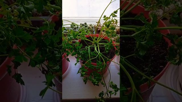 14.01.2025 г. Корневая петрушка в горшках на подоконнике! ? смотреть онлайн