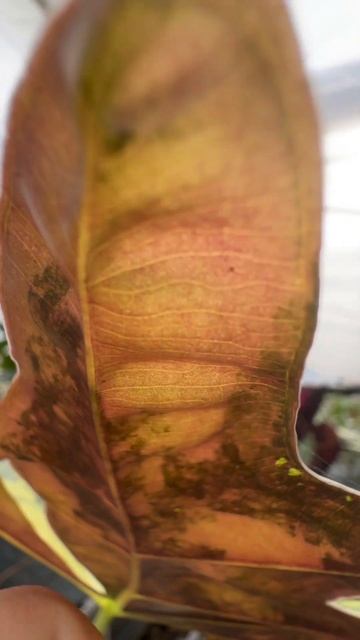 Alocasia Psuedosanderiana Aurea variegata#alocasia #foliage #alocasiapsuedosanderianaaureavariegata смотреть онлайн