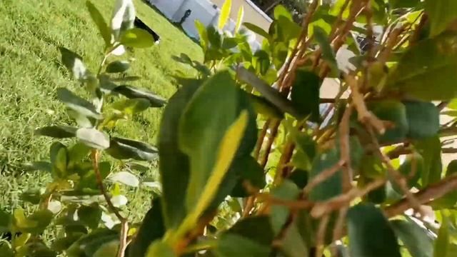 Выходной в дубае. Шашлыки - бассейн👍 смотреть онлайн