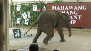 Elephant poops on the audience. Prikol. Слон какает и писает на зрителей во время шоу