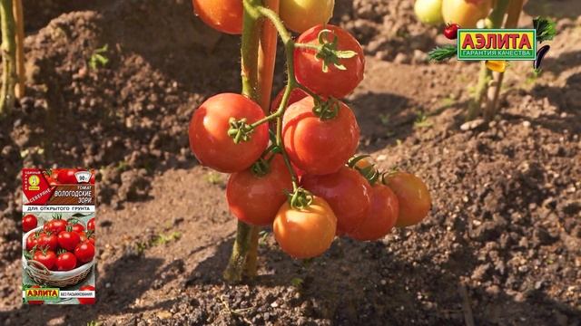 Ранний томат без пасынкования! Сорт ВОЛОГОДСКИЕ ЗОРИ ?