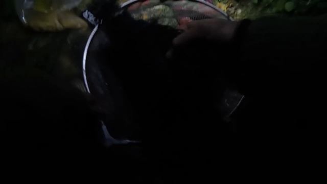 Рыбалка на Карпа в октябре. РЕКА ДНЕСТР смотреть онлайн