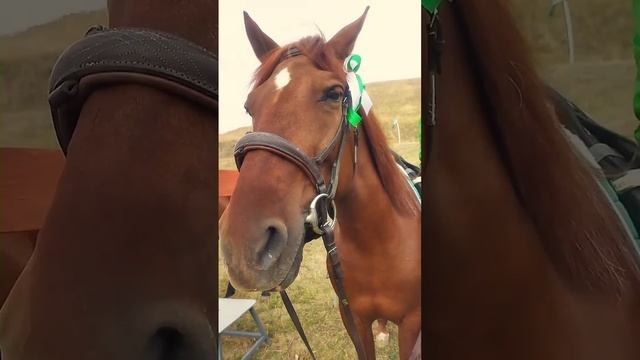 фестиваль Укек смотреть онлайн