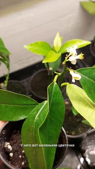 Саженец лимона Мейер зацвел 🌸 смотреть онлайн