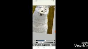 ❄️🌨️|Wild craft|🌨️❄️ Как делать обработки?