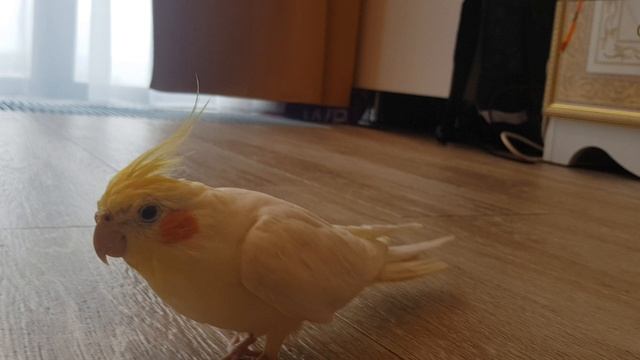 Коррела доканывает собаку Птичка ПРР