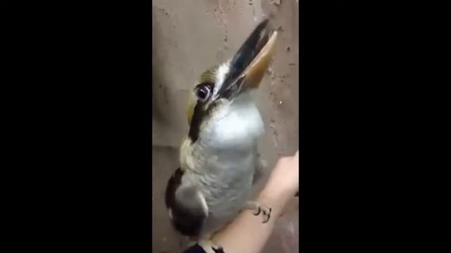 НЕ ДЕТСКИЕ ПРИКОЛЫ 2016 ЛУЧШИЕ НОЯБРЬ Смешные Видео TRY NOT TO LAUGH смотреть онлайн