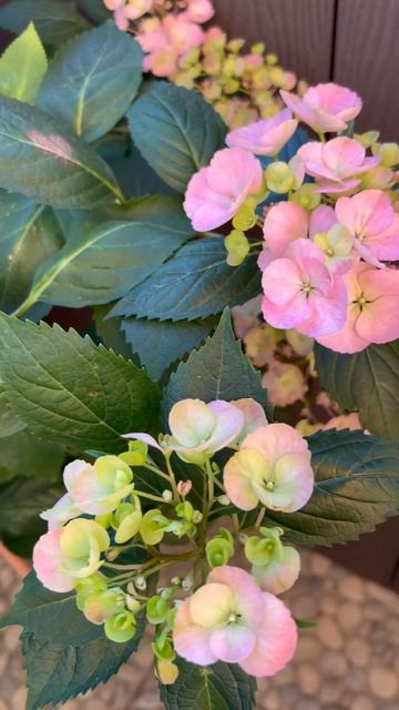 Гортензия French Bolero в начале цветения