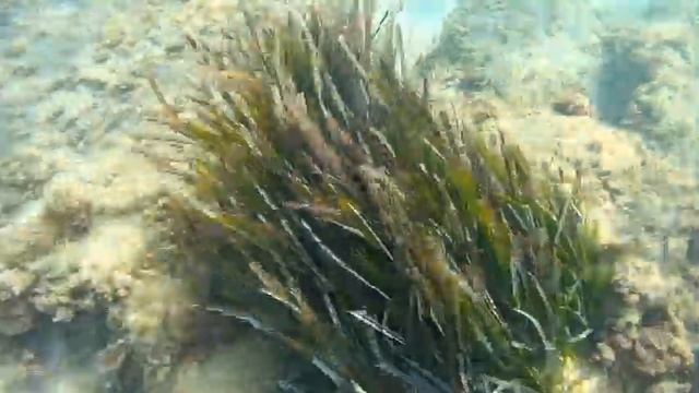 Греция отель Сани 2016, Greece Sani Club Hotel 2016