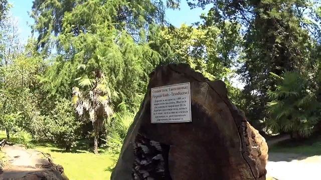 Сухумский ботанический сад. 450 руб за билет. Август 2024 смотреть онлайн