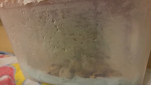 Корм для птенца Жорка. Выведение и инкубирование из перепелиных яиц. смотреть онлайн