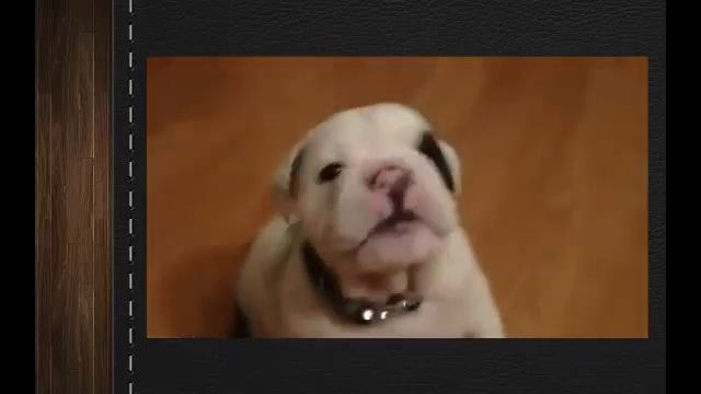 Самые смешные видео приколы с собаками кошками животными 14 умора щенок смотреть онлайн