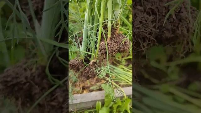 Пересадила большой и зрелый укроп из теплицы в открыт смотреть онлайн