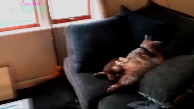 СОННЫЙ #9 | coub best | mega cube лучшее | лучшие приколы апрель 2019 | видео до слез | chillout