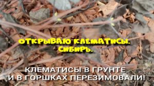 ОТКРЫВАЮ КЛЕМАТИСЫ ПОСЛЕ ЗИМОВКИ... СИБИРЬ.