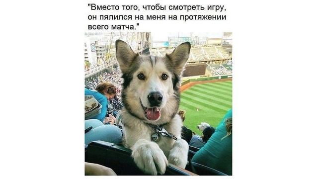 Приколы с котами. У меня кость пушистая | Мемозг #96 смотреть онлайн