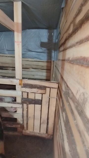 САРАЙ В НУТРИ #домашниеживотные #хочуврекомендации #ж? смотреть онлайн