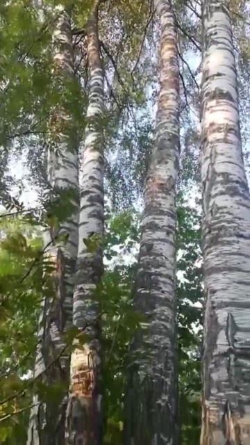 берёзы на берегу крутого берега у реки смотреть онлайн