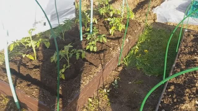 Деревня . Делаю парники Мартюшка помогает , куда посадила всю рассаду. Подарок через ВБ смотреть онлайн