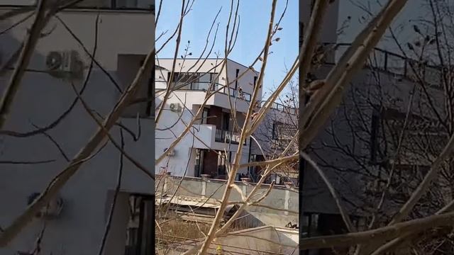 Павловния зимой ☘️ смотреть онлайн