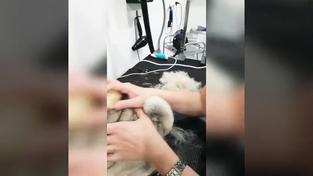 Мопс Йока пришла на Экспресс-линьку. Груминг собак. смотреть онлайн