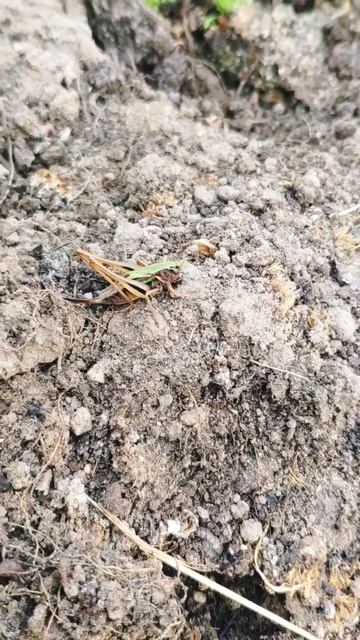 Нашли в теплице саблехвостого кузнечика, а может быть, смотреть онлайн