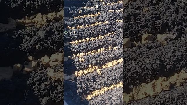 Мини теплица из высоких круглых грядок смотреть онлайн