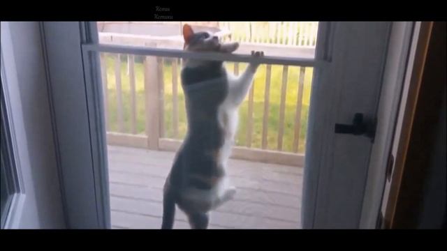 Смешные КОТЫ КОТИКИ КОТЯТА Приколы с животными #58 смотреть онлайн