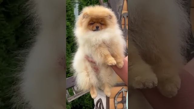 мальчик померанского шпица☎ 89031200386 наш инстаграм bernadaella смотреть онлайн