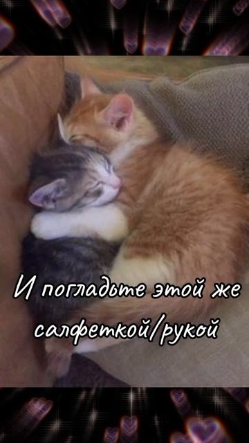 Как подружить котов?‼️ ФОТО И ФОН ИЗ ПИНТЕРЕСТ ‼️ #musi