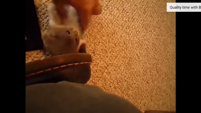 Приколы про животных. Котяа. Милые котята. Приколы про котят смотреть онлайн