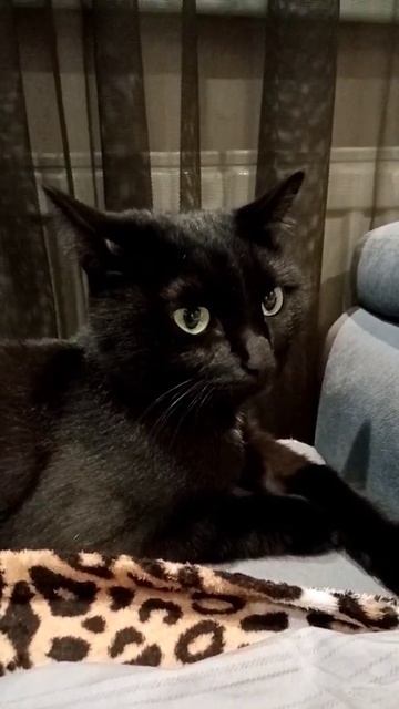 Кошка ничего не делает смотреть онлайн