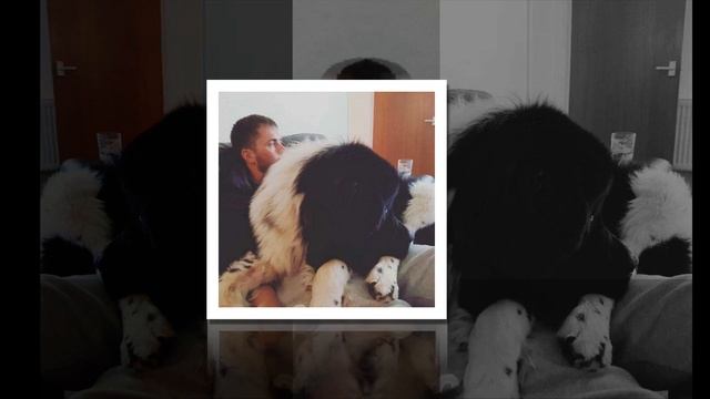ГИГАНТСКИЕ СОБАКИ (Giants Dogs)