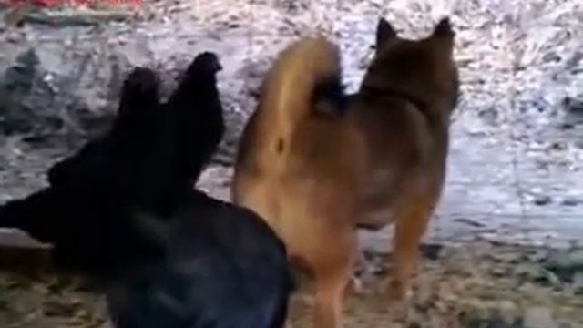 Видео прикол: В жопу смотреть онлайн