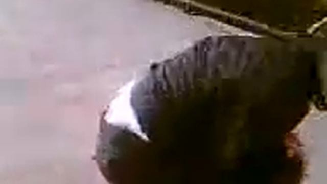 Девушка лопнула