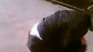 Девушка лопнула