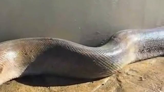 мертвая анаконда wmv смотреть онлайн