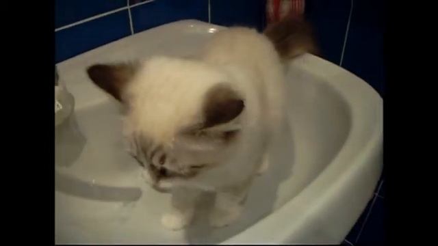 Новогодний отходняк (кот пьёт воду из крана) смотреть онлайн