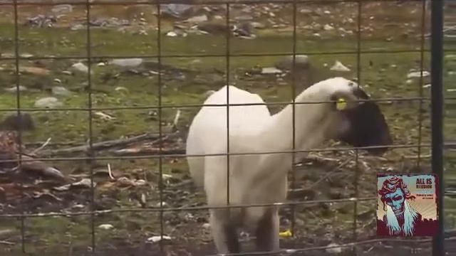 All is illusion - goat edition #коза кавер смотреть онлайн